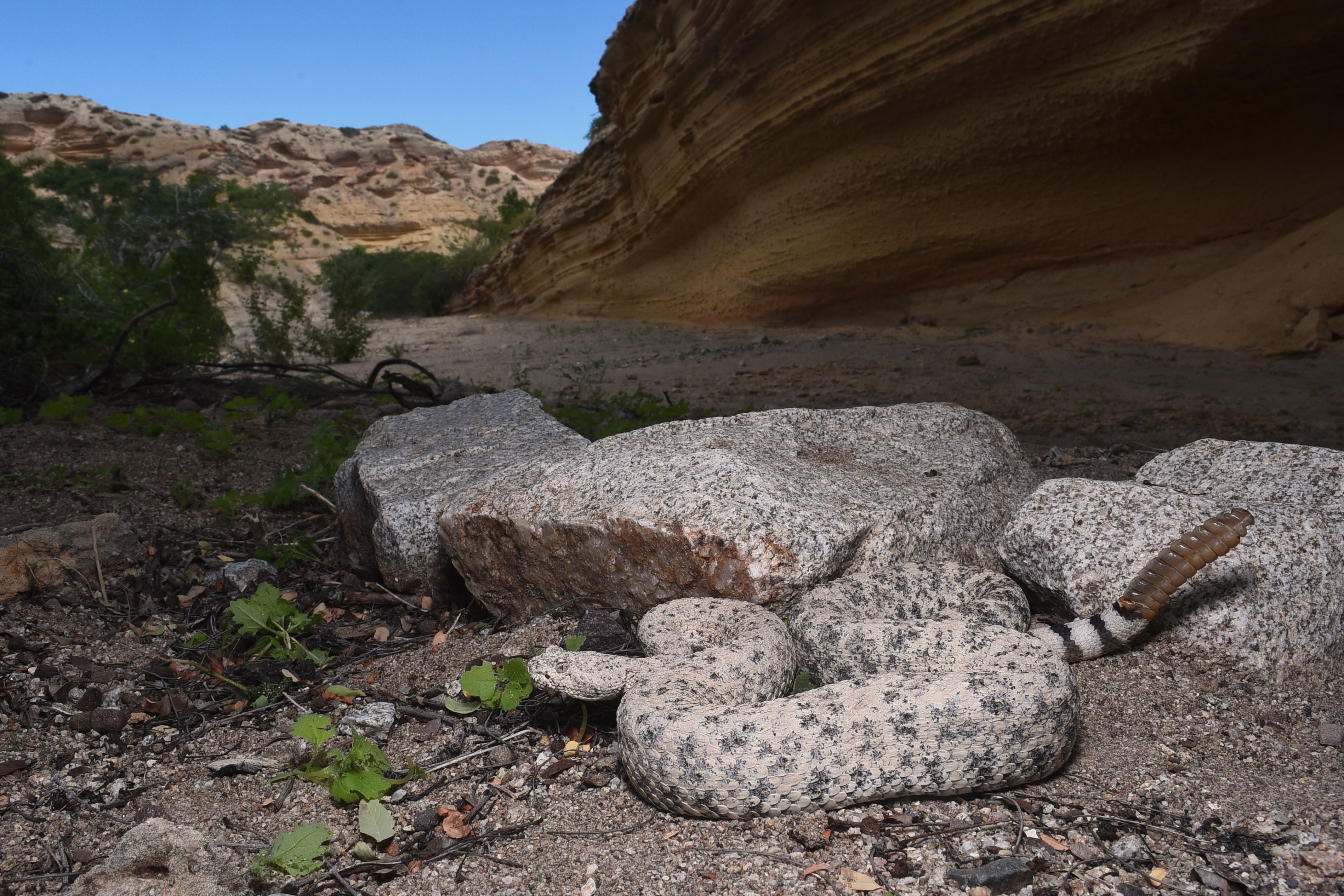 Crotalus mitchellii speckled rattlesnake